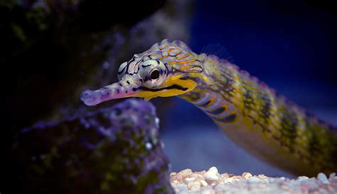 Pipefish For The Reef Aquarium: Part Two, Husbandry