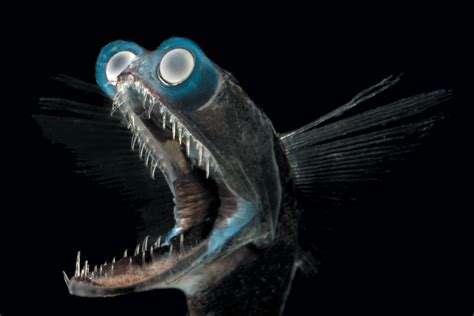 Fantastic Sea Creatures Photographed Up Close and Personal - Scientific ...