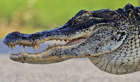 The Creature Feature: 10 Fun Facts About the American Alligator | WIRED