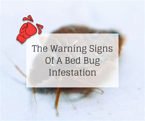 The Warning Signs Of A Bed Bug Infestation | Knockout Pest Control