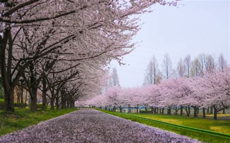 Cherry Blossom Tree Wallpaper 23 - [1920x1200]