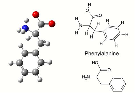 Amino Acids - Benefits, Structure & Function | Biology Dictionary