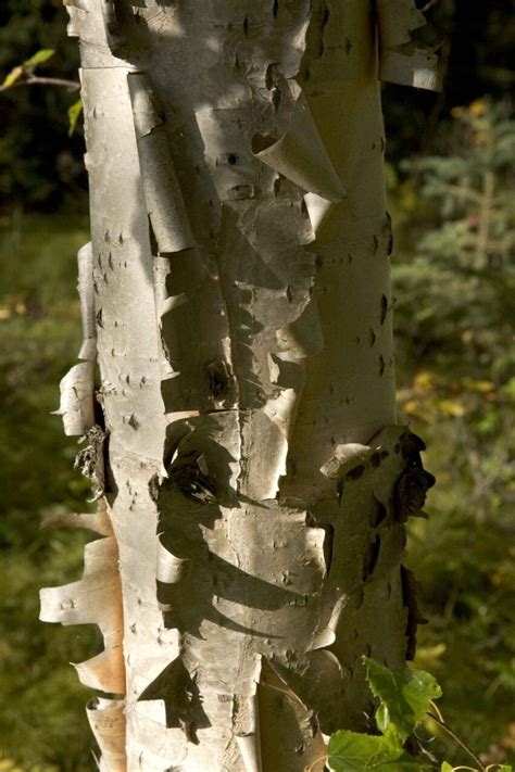 Free picture: up-close, birch, tree, details, photo