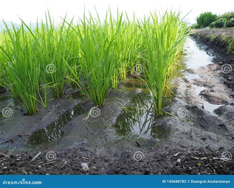 Rice Plant Growing Up with Water - Image Stock Photo - Image of asian ...