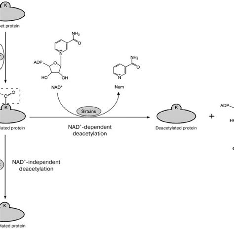 Overview of NAD biosynthesis in humans. NAD biosynthesis initiates from ...