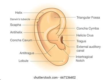 Outer Ear Photos, Images & Pictures | Shutterstock