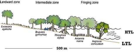 Distribution and preference of mangrove species in the intertidal ...