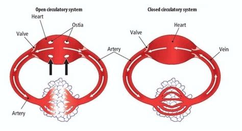 Circulatory System - Anatomy of You