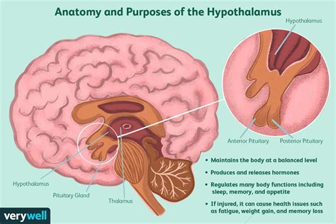 Hypothalamus Disorders: Anatomy, Function, Treatment