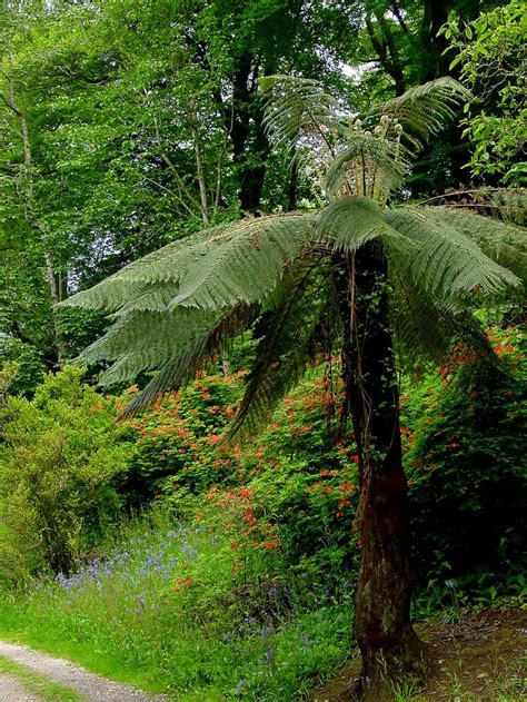 54 best Tropical Ferns and Allies images on Pinterest | Ferns, Tropical ...