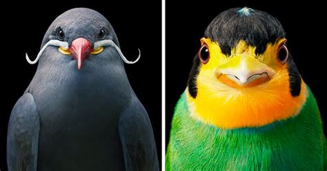 15 Portraits Of Rare And Endangered Birds