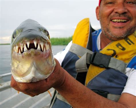 The mighty teeth of the Tigerfish. | Tiger fish, Namibia travel, Namibia