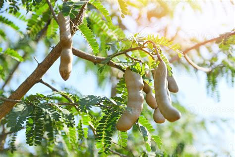 Tamarind tree, ripe tamarind fruit on tree with leaves in summer ...