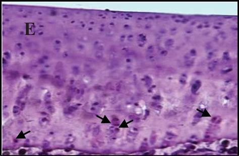 Caspase-3 Antibody [Unconjugated] - Active (AF835): Novus Biologicals