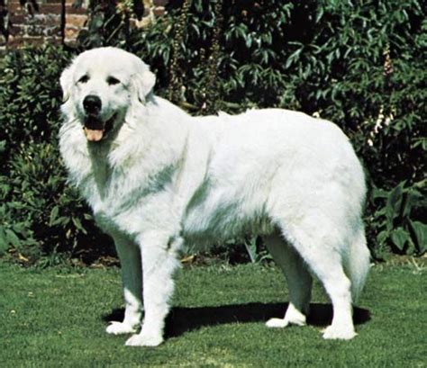 Great Pyrenees | Giant, Working, Guard Dog | Britannica