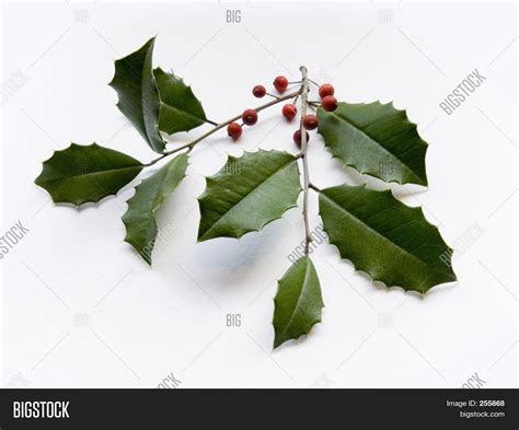 Holly Leaves Image & Photo (Free Trial) | Bigstock