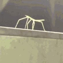 Stick Bug Stick Bugged GIF - Stick Bug Stick Bugged Bug - GIF'leri ...