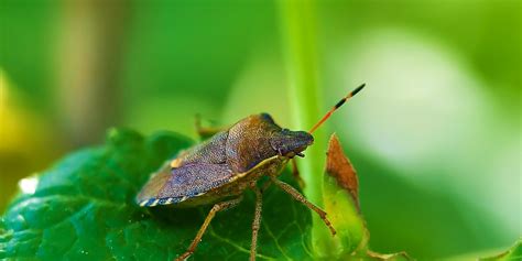 How to Eliminate Chinch bugs in St Augustine Grass? - GFL Outdoors