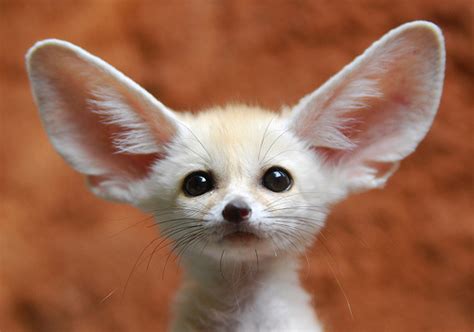 Fennec Fox - Fox Photo (24576630) - Fanpop