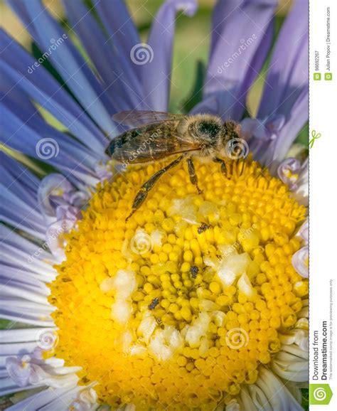 Close-up Detail of a Honey Bee Apis Collecting Pollen on Astra F Stock ...