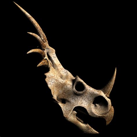 Styracosaurus skull model - TurboSquid 1337450