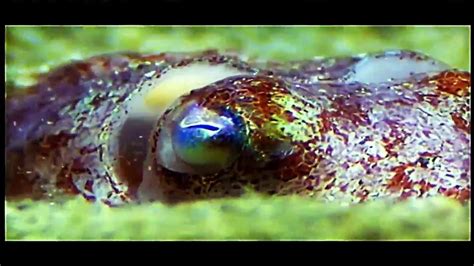 National Geographic: Octopus the Smartest Creature in the Ocean ...