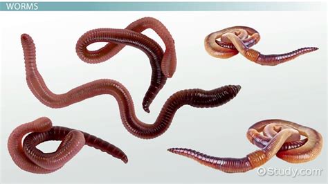 Worms: Types & Features - Video & Lesson Transcript | Study.com