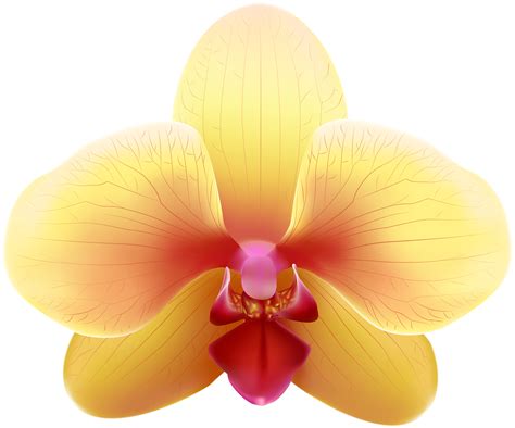 Orchid clipart orange, Orchid orange Transparent FREE for download on ...