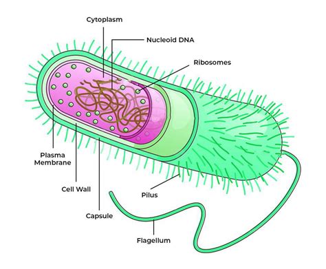 Bacteria - Definition, Structure, Diagram, Classification