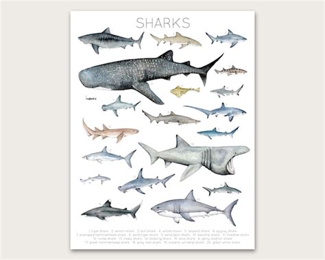 Sharks Poster/art Print - Etsy