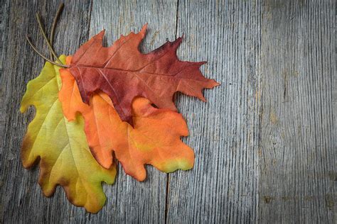 Autumn Leaves On Rustic Wooden Background Photograph by Brandon ...