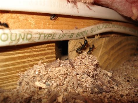 How to Find a Carpenter Ant Nest - Exterminatorhamilton.ca