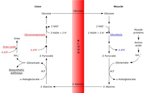 glucose-alanine-cycle - Tuscany Diet