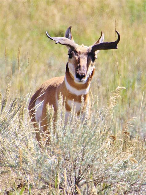 Amazing Wildlife Photos in Yellowstone National Park | Reader's Digest