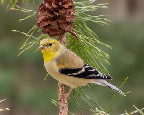 American Goldfinch - FeederWatch