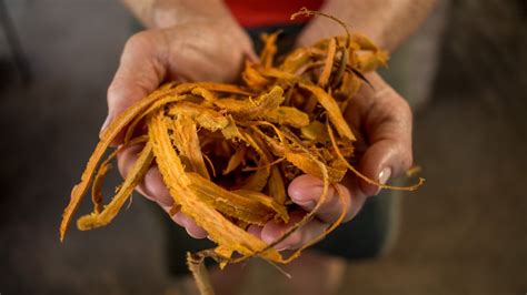 How To Harvest Cinnamon From Your Tree