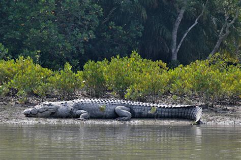 Sundari Tree in Sundarban - Everything you need to know About It!