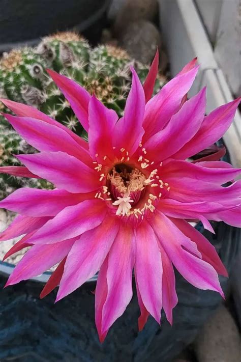 When Do Cactus Bloom: A Guide To Understanding Cactus Flowering