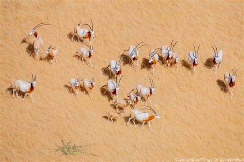 Rewilding The Sahara and The Sahel - Africa Biodiversity Collaborative ...