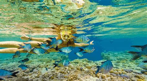 Great Barrier Reef Snorkeling Airlie Beach Trips and Tours