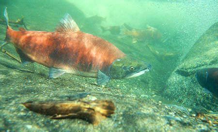 Sockeye Salmon Species Profile, Alaska Department of Fish and Game