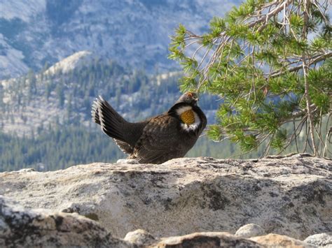 Sooty Grouse in the Sierra Nevada Mountains by a guest blogger ...