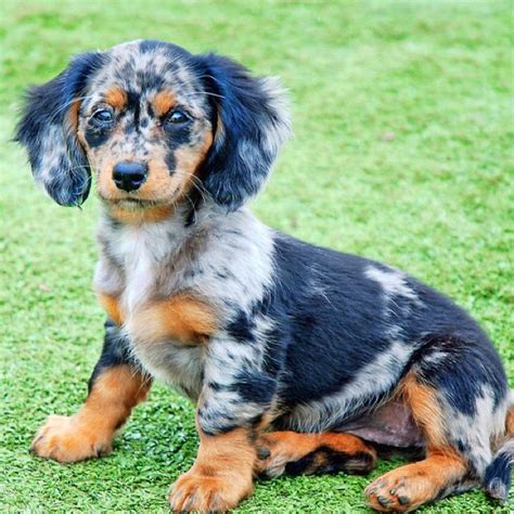 Dapple Doxie | Animals | Dapple dachshund, Dachshund puppies, Long ...