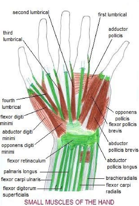 Intrinsic And Extrinsic Muscles Of The Hand – NBKomputer