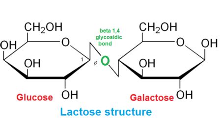 Glycosidic Bond | Definition & Types - Lesson | Study.com