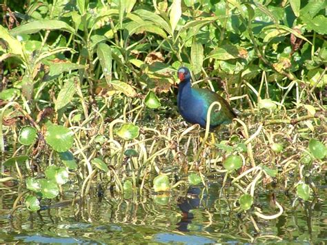 Lake Okeechobee Wildlife Pictures & Sightseeing