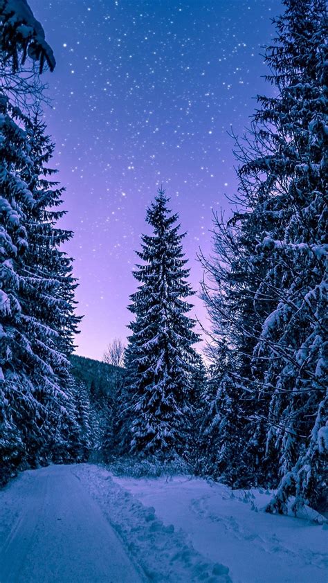 Winter Forest Wallpapers - Wallpaper Cave