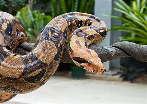 Boa Constrictor - Connecticut's Beardsley Zoo