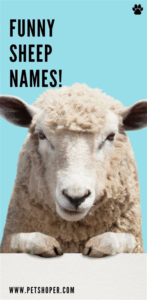 Sheep Names 119+ CUTE & ADORABLE Ideas - PetShoper | Sheep names, Funny ...