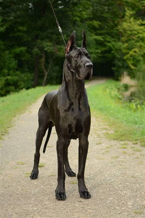 Black Great Dane | Dogue alemão, Cães gigantes, Cães enormes